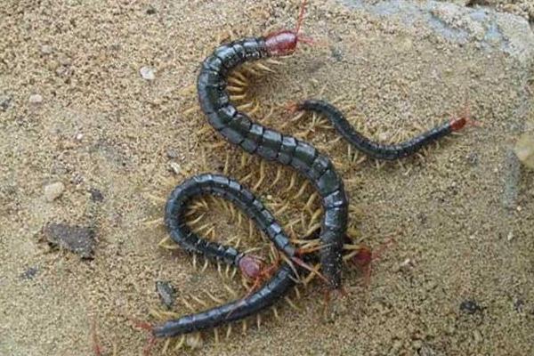 现在养蜈蚣还赚钱吗?