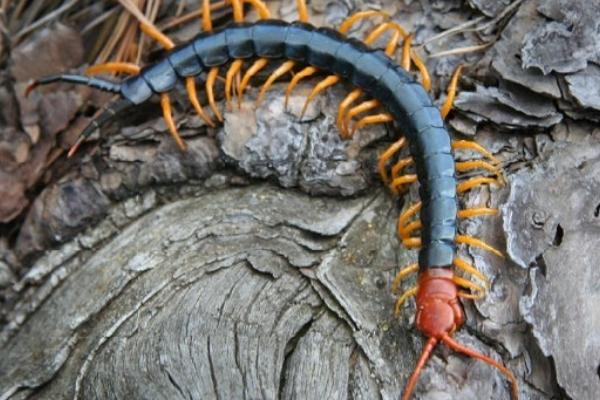 现在养蜈蚣还赚钱吗?