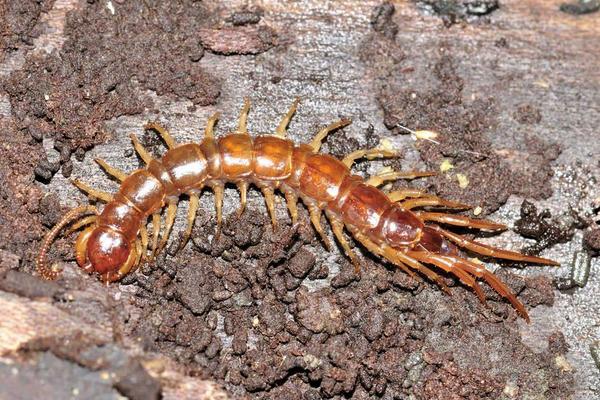 现在养蜈蚣还赚钱吗?