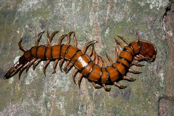 现在养蜈蚣还赚钱吗?