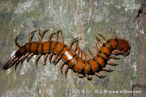 蜈蚣价格多少钱一条?