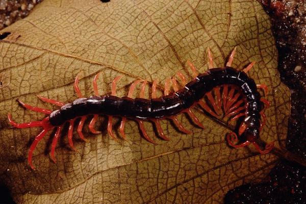 蜈蚣价格多少钱一条?