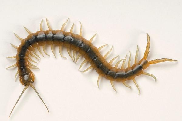 蜈蚣价格多少钱一条?