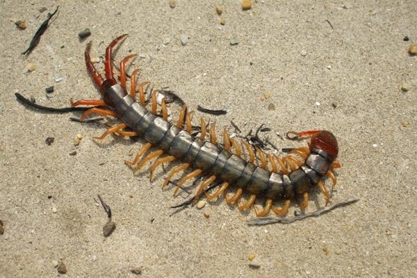 蜈蚣价格多少钱一条?