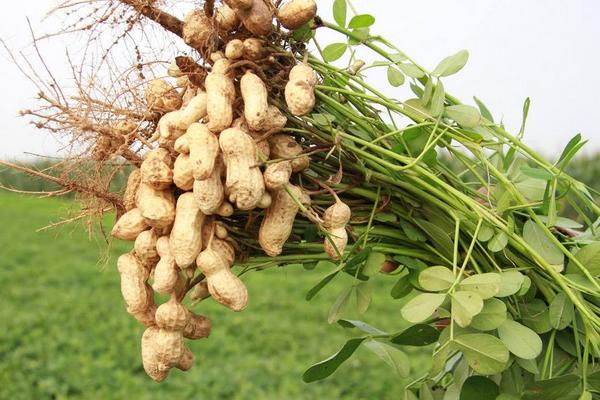 荨麻疹可以吃花生吗?