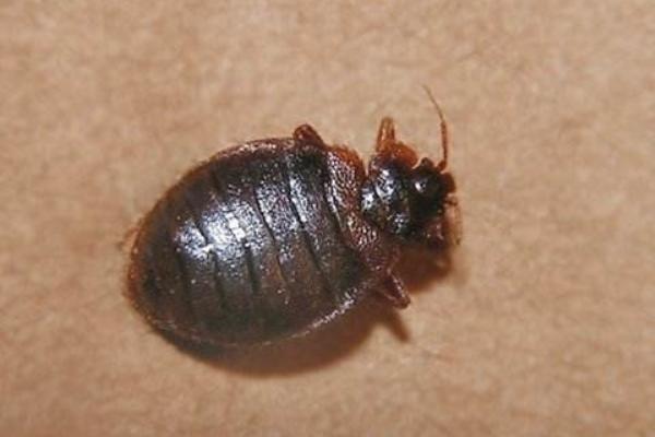 荨麻疹可以吃花生吗?