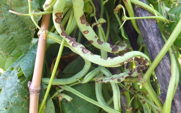 豆角根腐病怎么防治