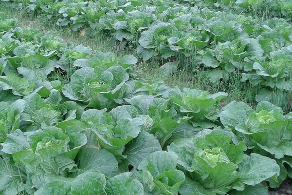 白菜属于什么科