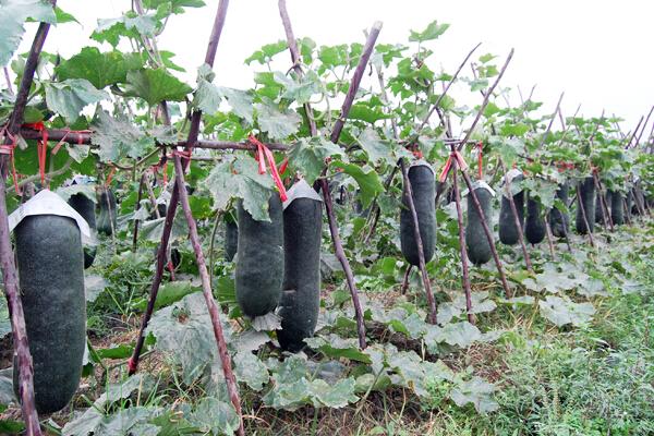 冬瓜怎么种 冬瓜种植栽培技术