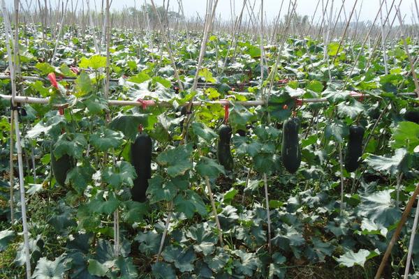 冬瓜怎么种 冬瓜种植栽培技术