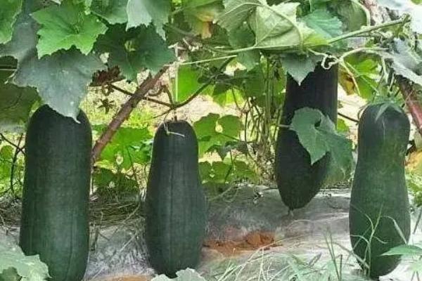 冬瓜怎么种 冬瓜种植栽培技术