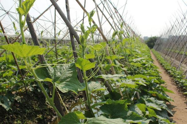 冬瓜种植时间 冬瓜什么时候成熟