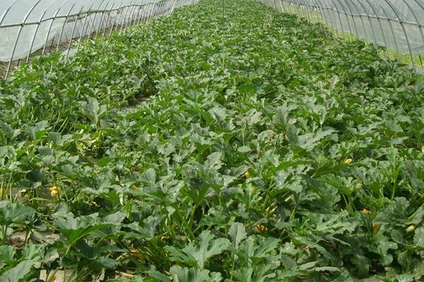 西葫芦种子价格多少钱一斤