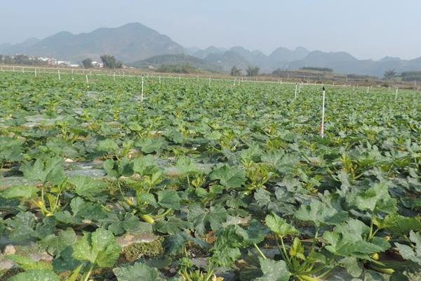 西葫芦种子价格多少钱一斤