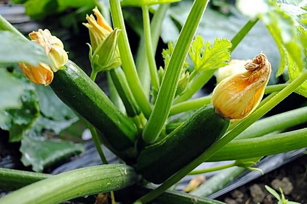 西葫芦图片大全