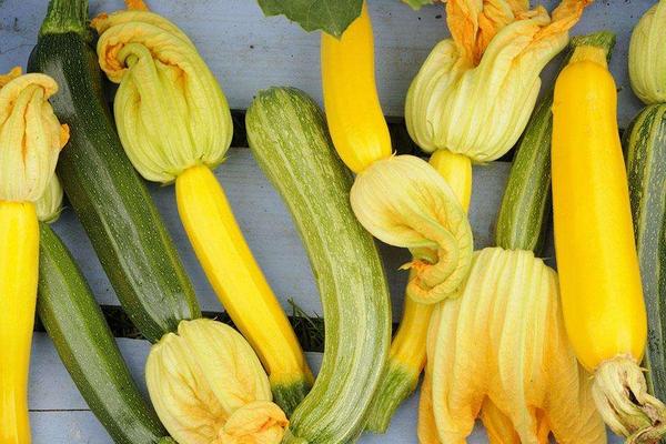 西葫芦品种有哪些