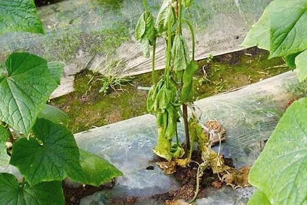 西葫芦根腐病防止方法