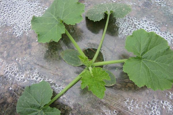 西葫芦根腐病防止方法