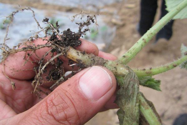 西葫芦根腐病防止方法