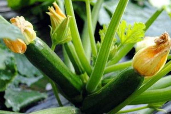 西葫芦根腐病防止方法