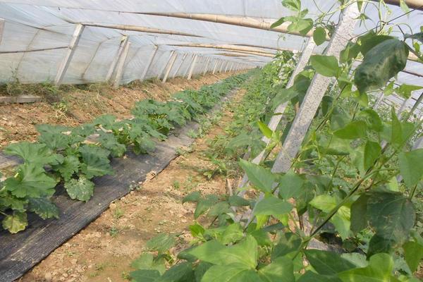 西葫芦根腐病防止方法