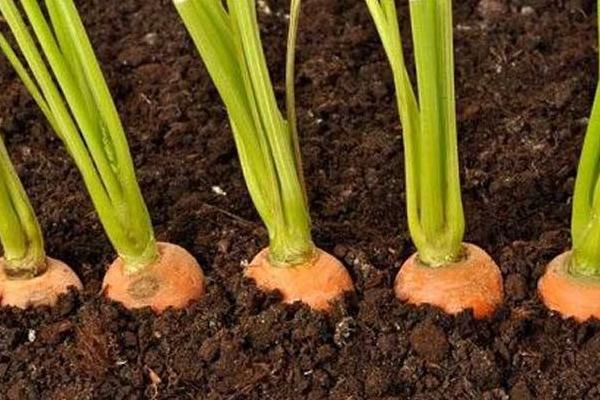 胡萝卜怎么种 胡萝卜科学种植技术