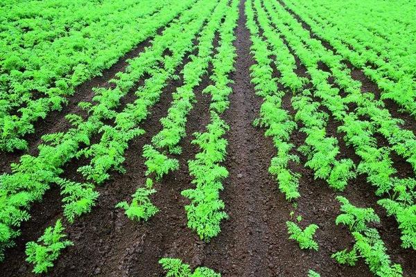 胡萝卜怎么种 胡萝卜科学种植技术