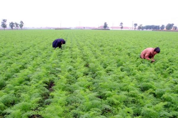 胡萝卜怎么种 胡萝卜科学种植技术