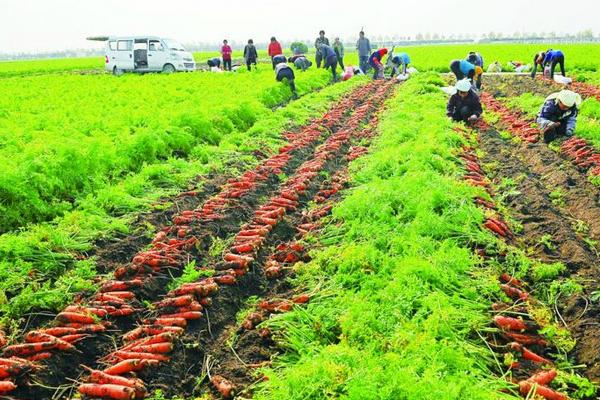 胡萝卜怎么种 胡萝卜科学种植技术