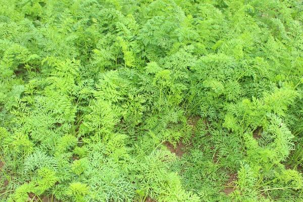 胡萝卜怎么种 胡萝卜科学种植技术