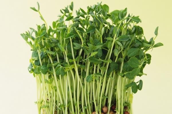 一斤绿豆能生出多少斤绿豆芽