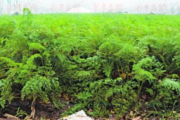 胡萝卜的生长过程 怎么种胡萝卜