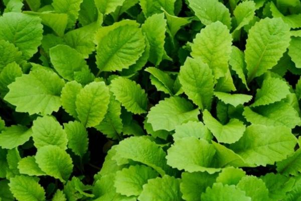 萝卜菜图片大全 萝卜菜简介