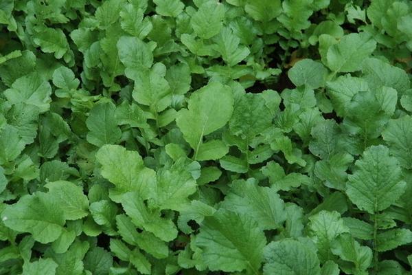 萝卜菜图片大全 萝卜菜简介