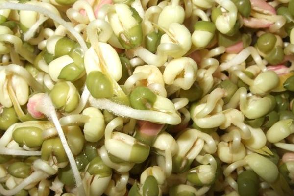 绿豆芽怎么发 生绿豆芽的方法