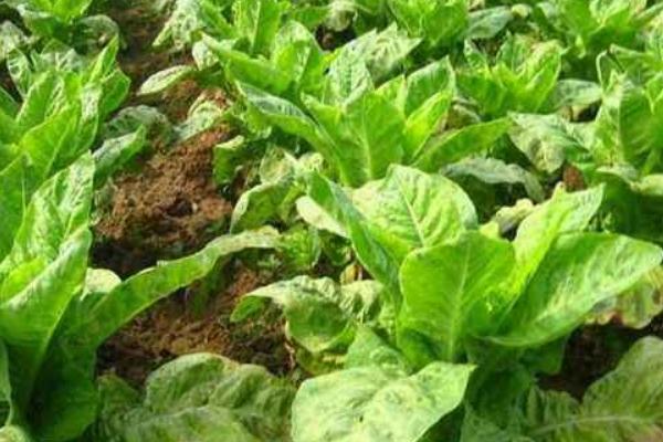 莴笋科学种植技术