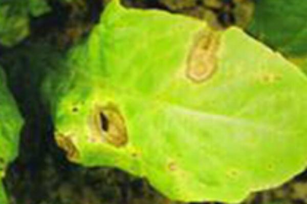 莴笋黑斑病的防治方法