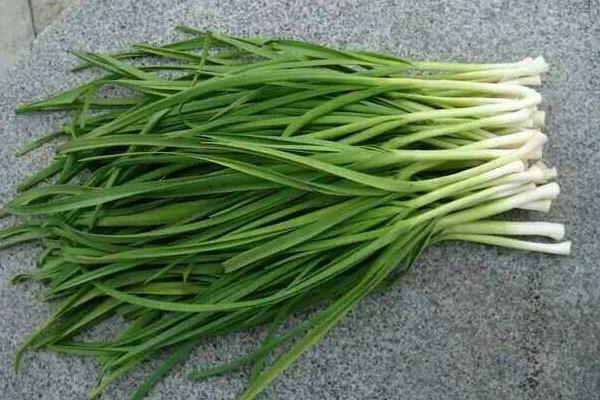 蒜苗市场价格多少钱一斤