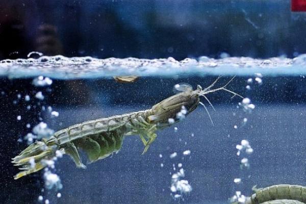 皮皮虾养殖技术 皮皮虾怎么养