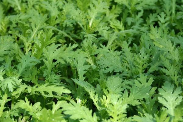 茼蒿科学种植技术