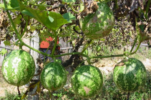 瓜蒌科学种植技术