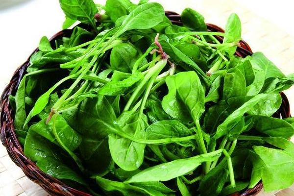 菠菜饺子馅做法大全 菠菜饺子怎么做