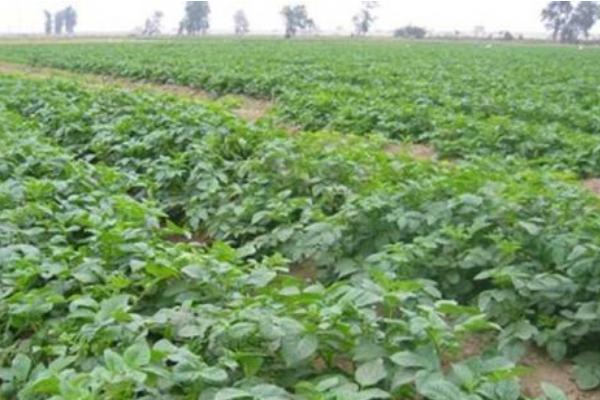 土豆种植技术与管理方法