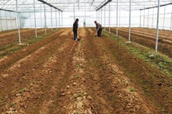 大棚土豆种植技术