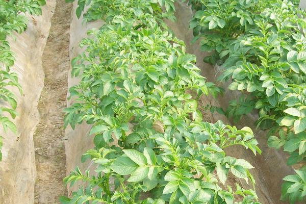 大棚土豆种植技术