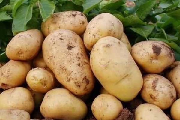 大棚土豆种植技术