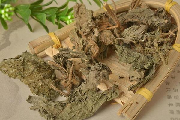 紫苏怎么吃 紫苏叶怎么吃