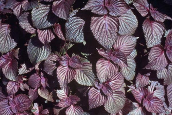 紫苏叶图片大全 紫苏叶是什么