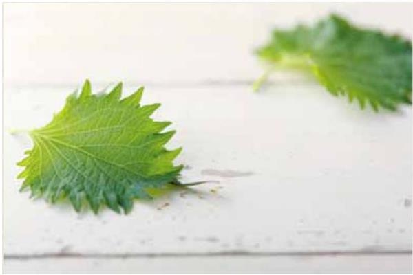 紫苏叶图片大全 紫苏叶是什么