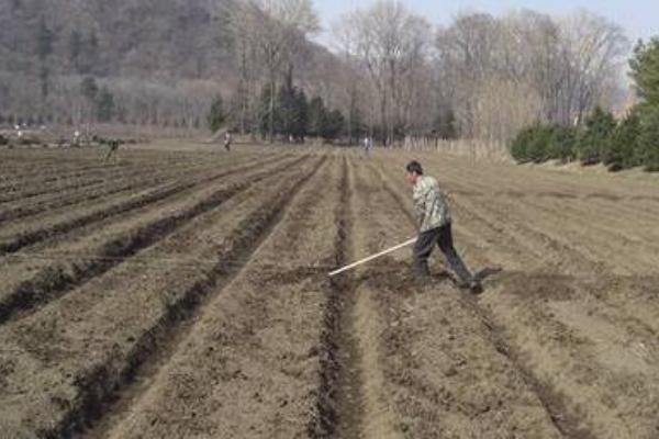 南瓜什么时候种植 南瓜科学种植技术